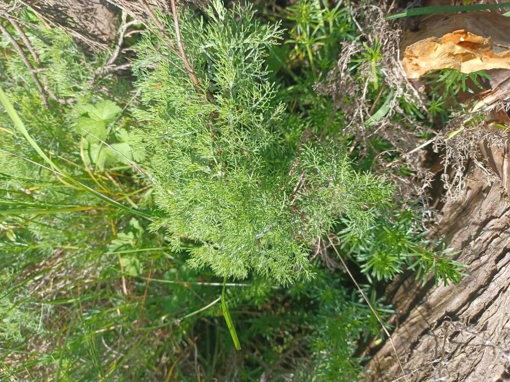 Artemisia abrotanum (Southernwood) (alternate view 11)