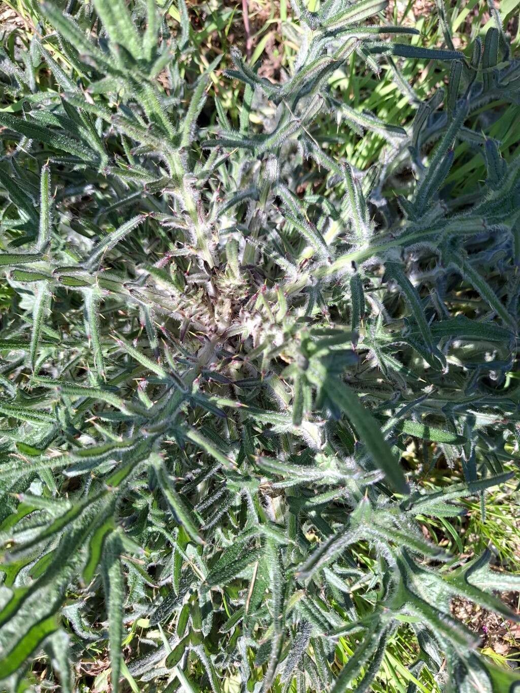 Lophiolepis eriophora (Woolly Thistle) (alternate view 12)