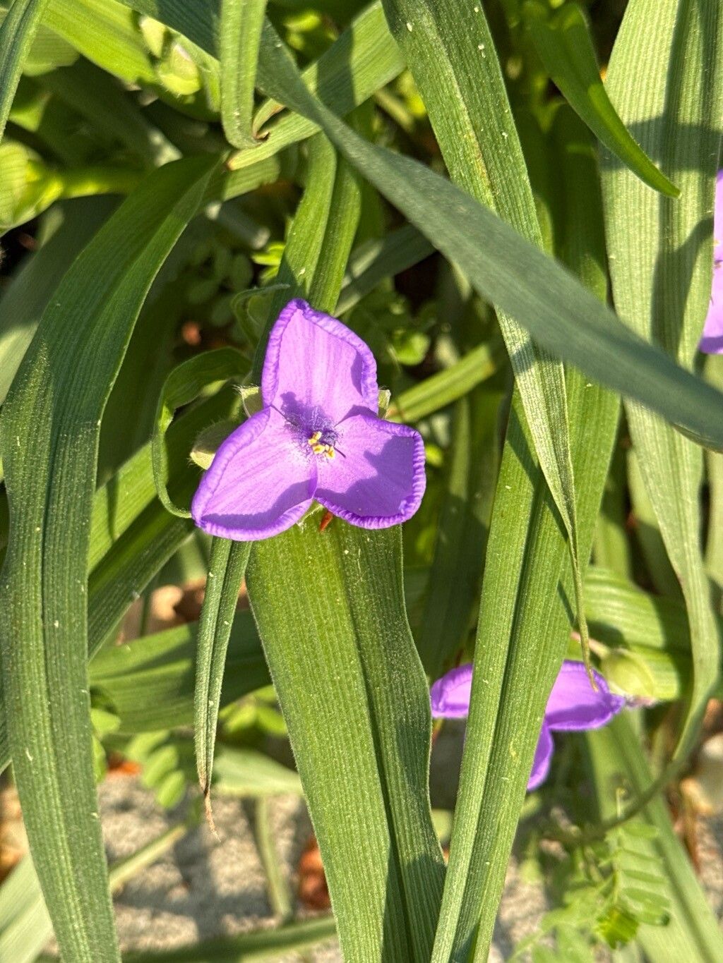 Tradescantia virginiana (Virginia spiderwort) (alternate view 13)