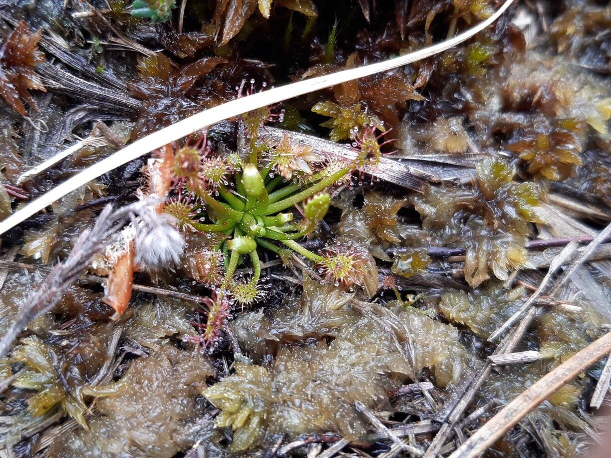 Drosera intermedia (spoonleaf sundew) (alternate view 15)