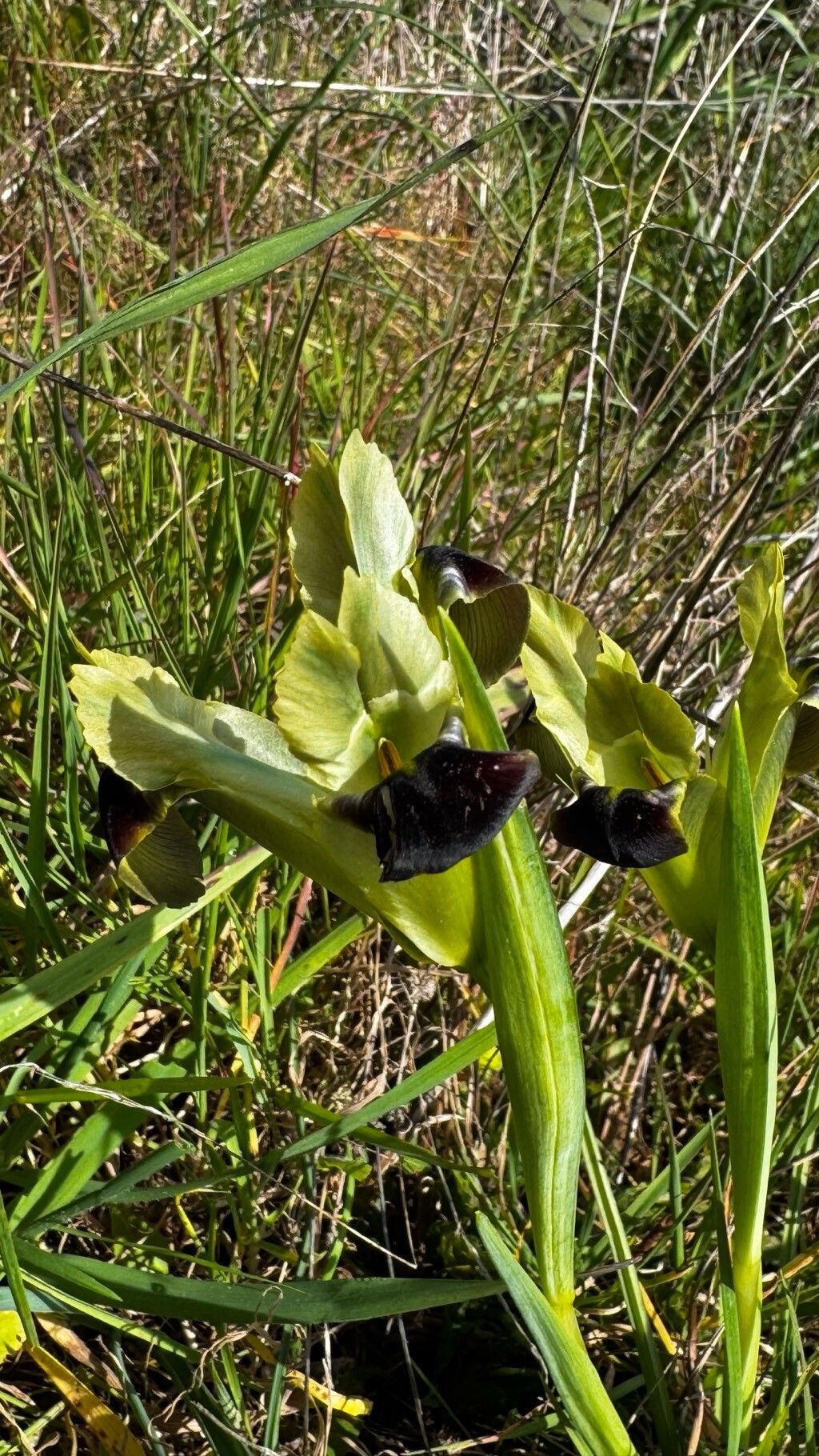 Iris tuberosa (alternate view 2)