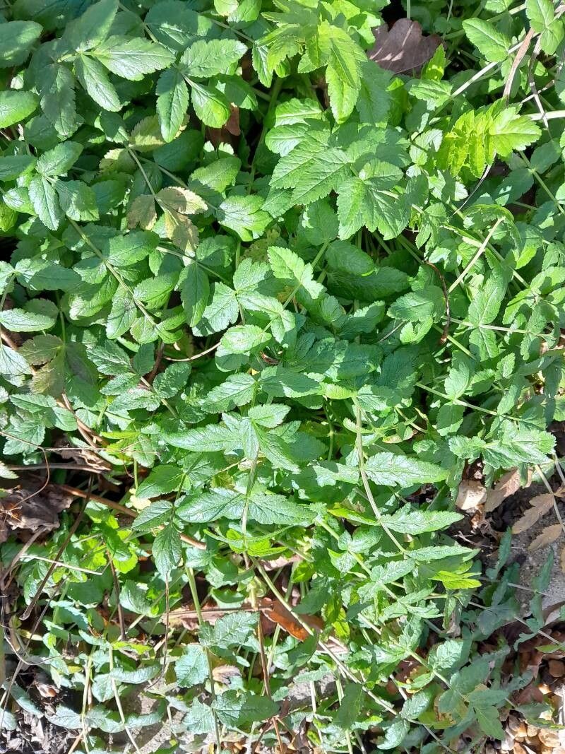 Sison amomum (stone parsley) (alternate view 12)