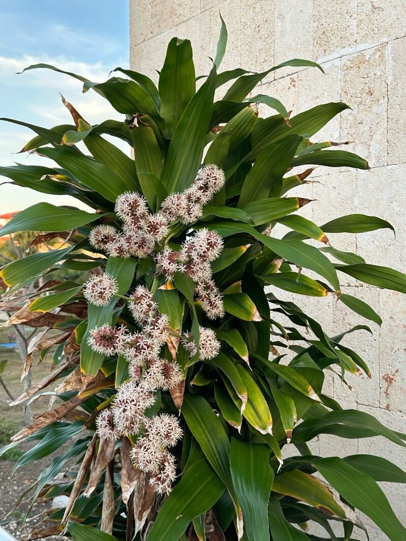 Dracaena fragrans (Corn Plant) (alternate view 2)