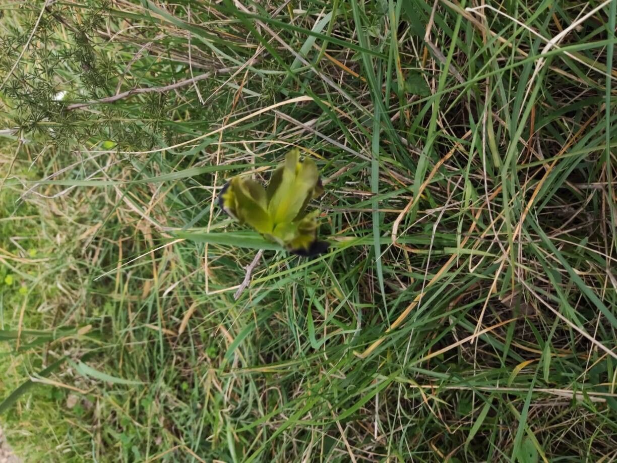 Iris tuberosa (alternate view 4)