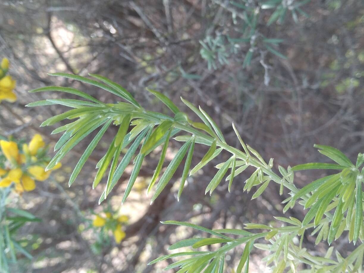 Genista linifolia (needle-leaved broom) (alternate view 12)
