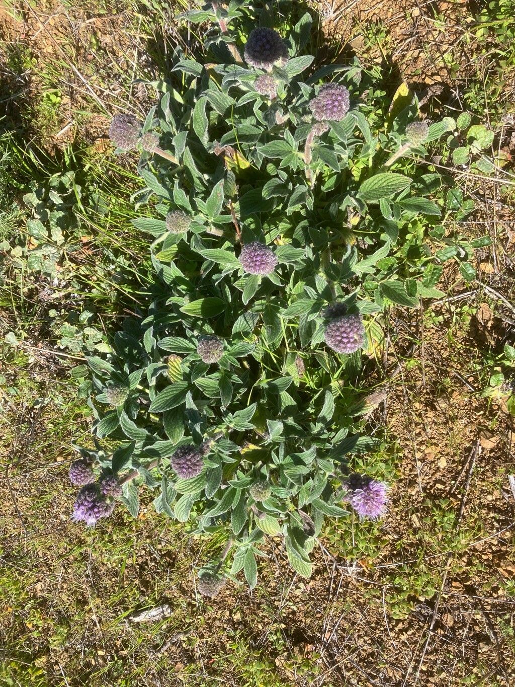 Phacelia californica (California phacelia)