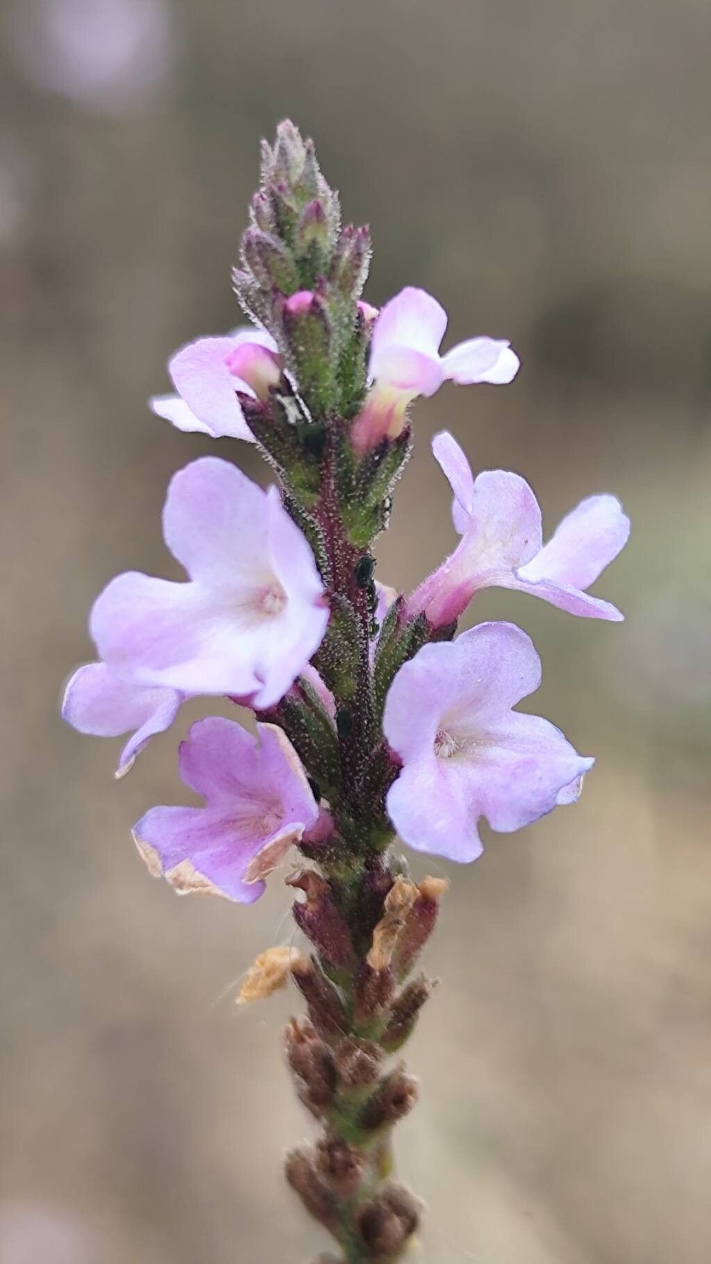 Verbena officinalis (Common vervain) (alternate view 11)