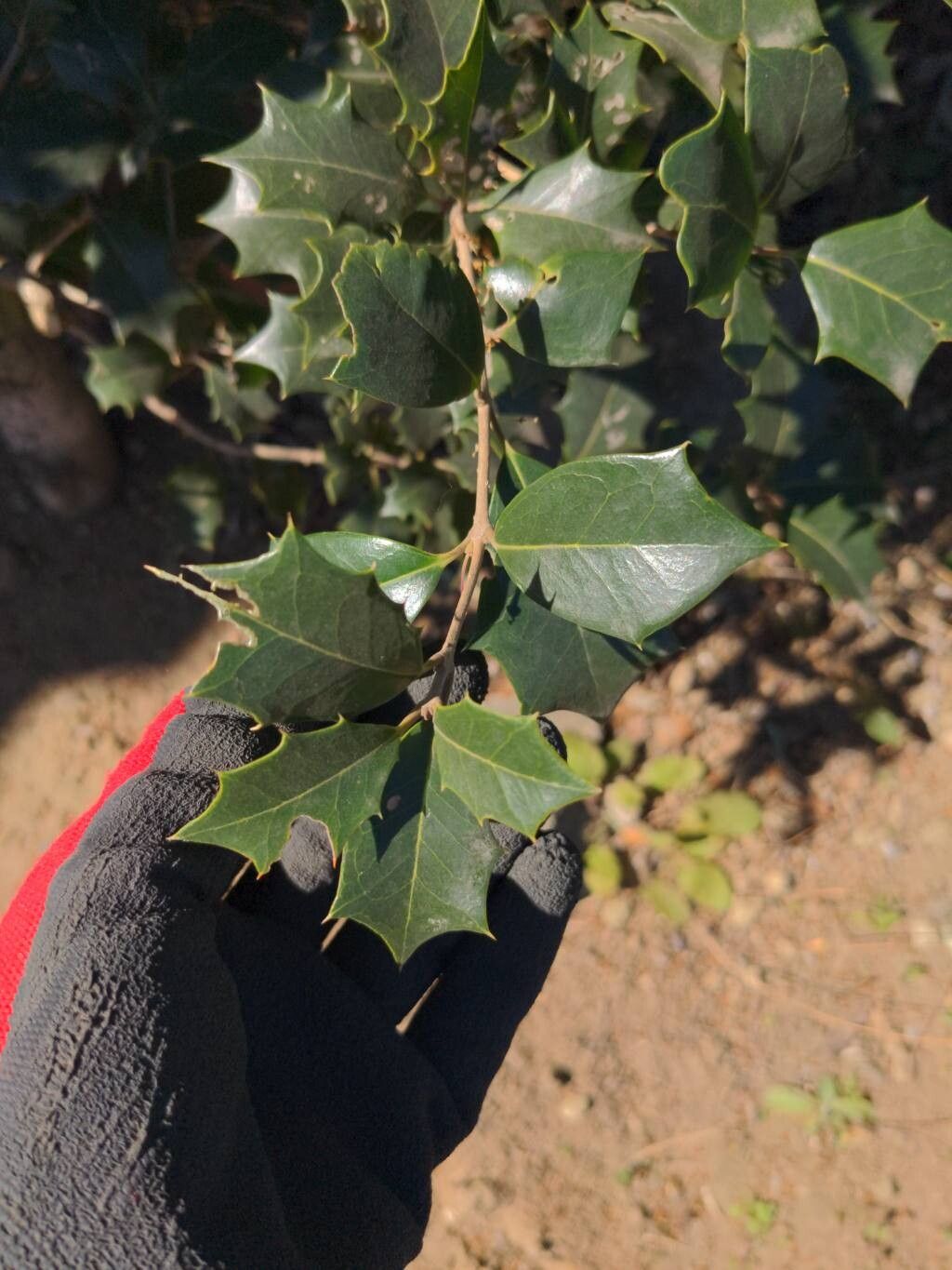 Osmanthus heterophyllus (holly-leaved osmanthus) (alternate view 2)