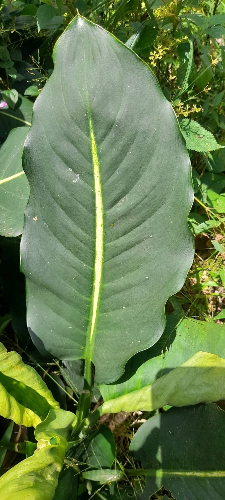 Dieffenbachia (mother-in-law's-tongues) (alternate view 2)