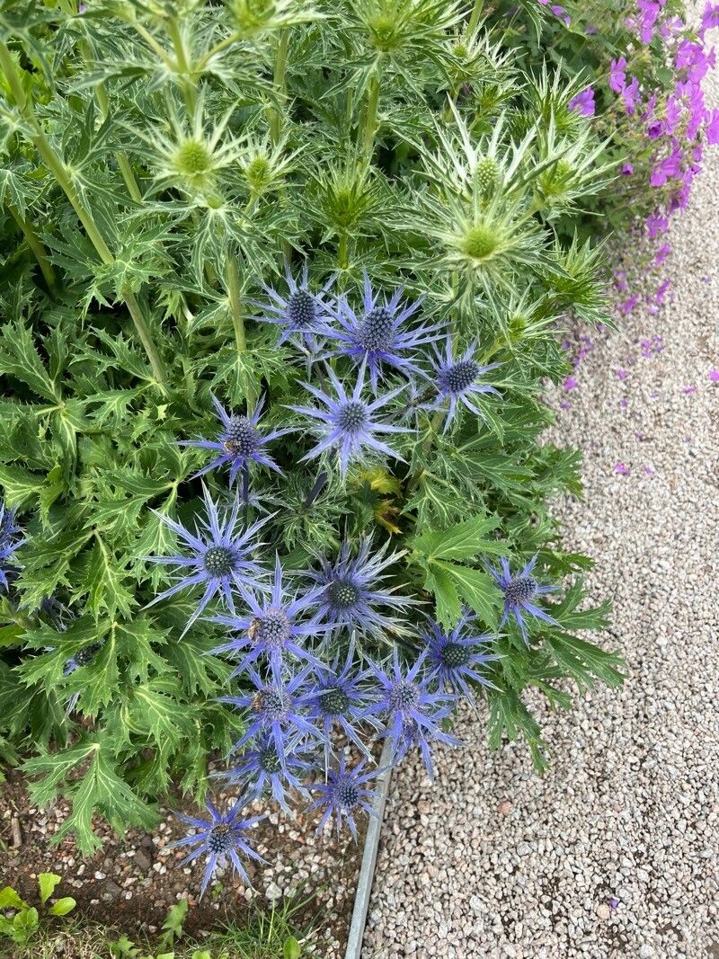 Eryngium alpinum (Alpine Sea Holly) (alternate view 15)