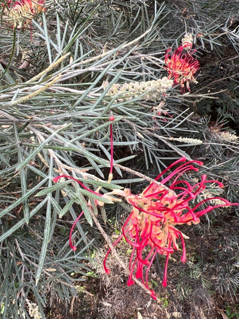 Grevillea banksii (Scarlet Grevillea) (alternate view 11)