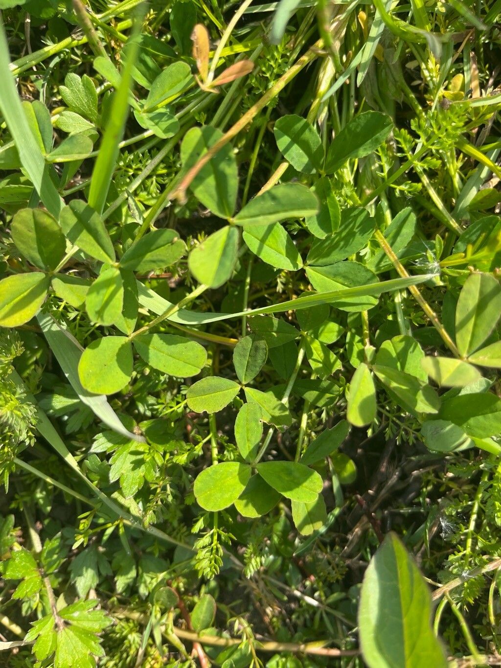 Trifolium hybridum (Alsike clover) (alternate view 15)