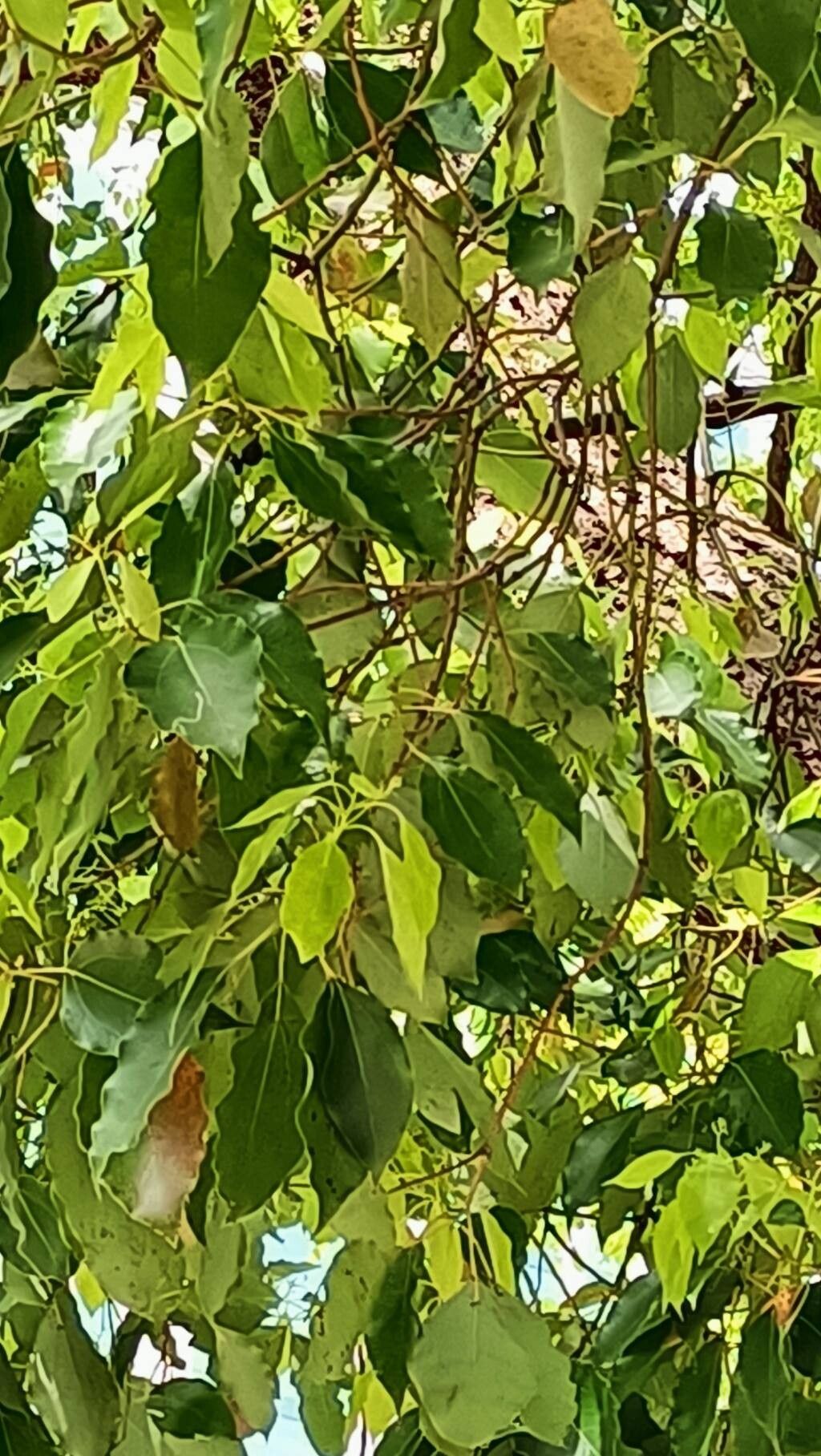 Cinnamomum camphora, Camphor tree — spreading evergreen (Lauraceae) (image 3 of 9)