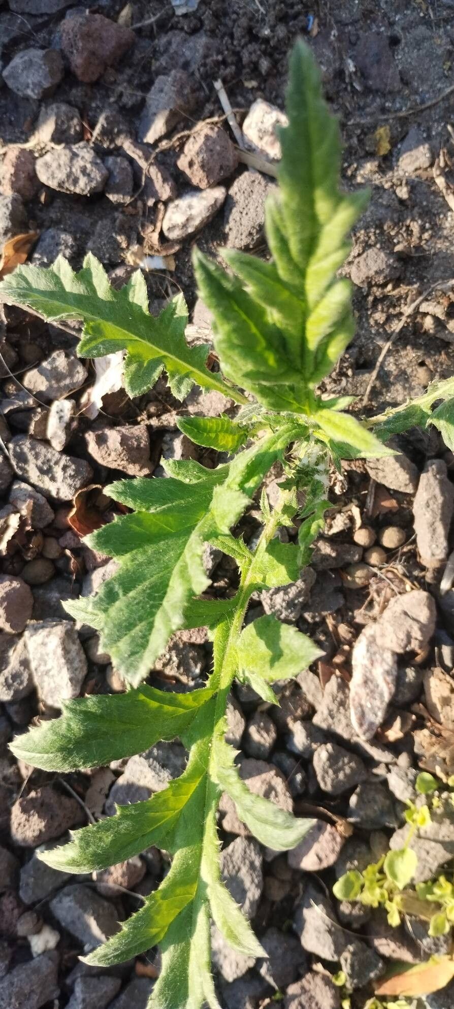 Echinops sphaerocephalus (Great Globe Thistle) (alternate view 13)