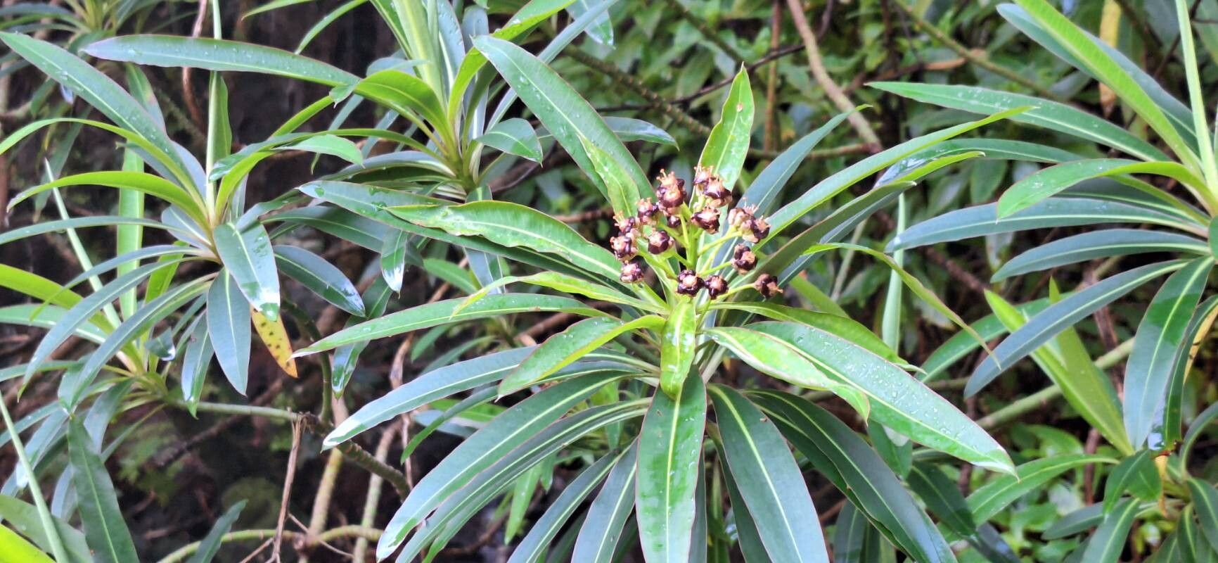 Euphorbia mellifera (Honey Spurge) (alternate view 12)