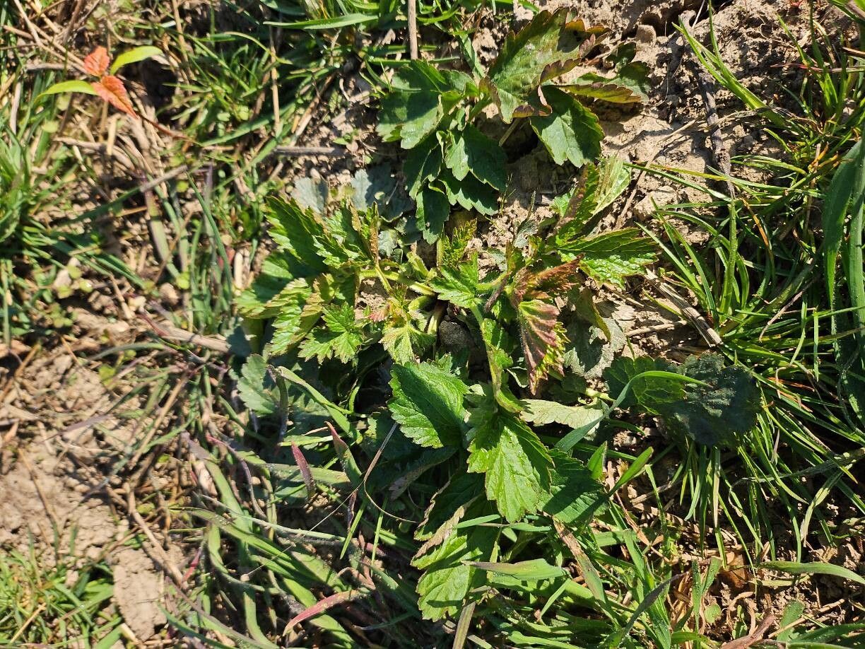 Potentilla norvegica (rough cinquefoil) (alternate view 13)