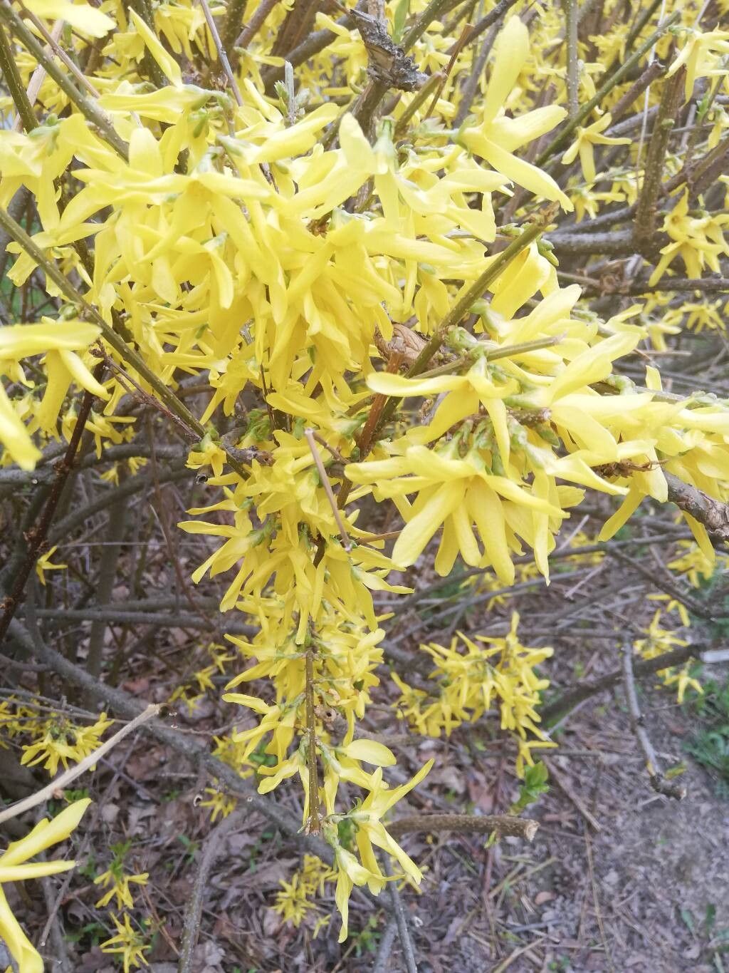 Forsythia suspensa (Golden-bell) (alternate view 12)