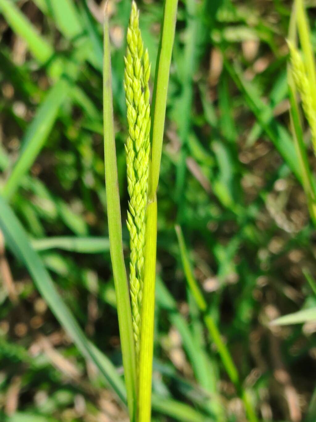 Poa trivialis (Rough Meadow-grass) (alternate view 13)