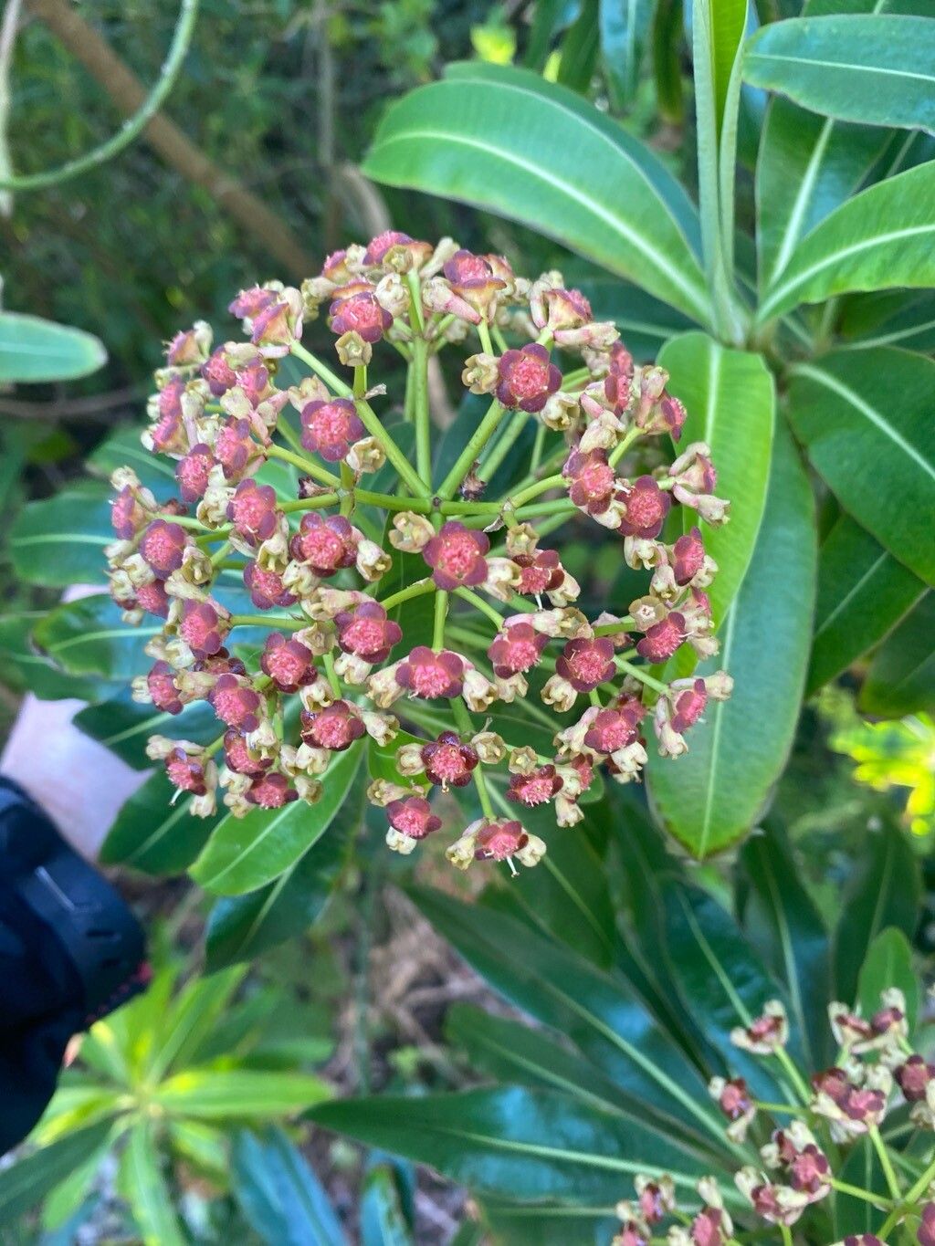 Euphorbia mellifera (Honey Spurge) (alternate view 13)