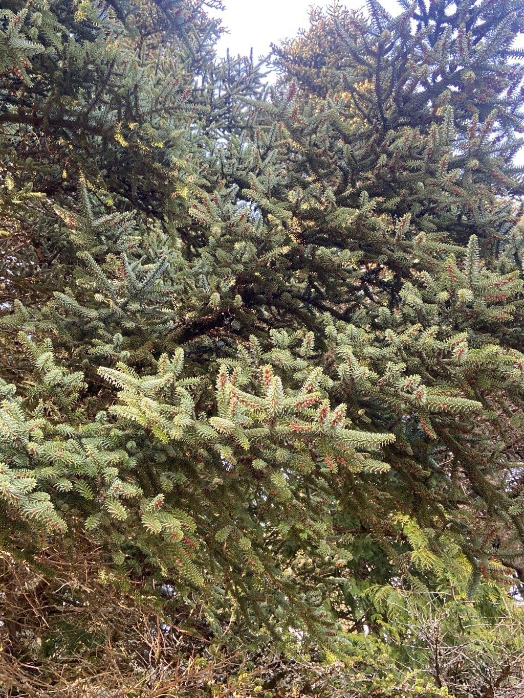 Abies pinsapo (Spanish fir) (alternate view 5)