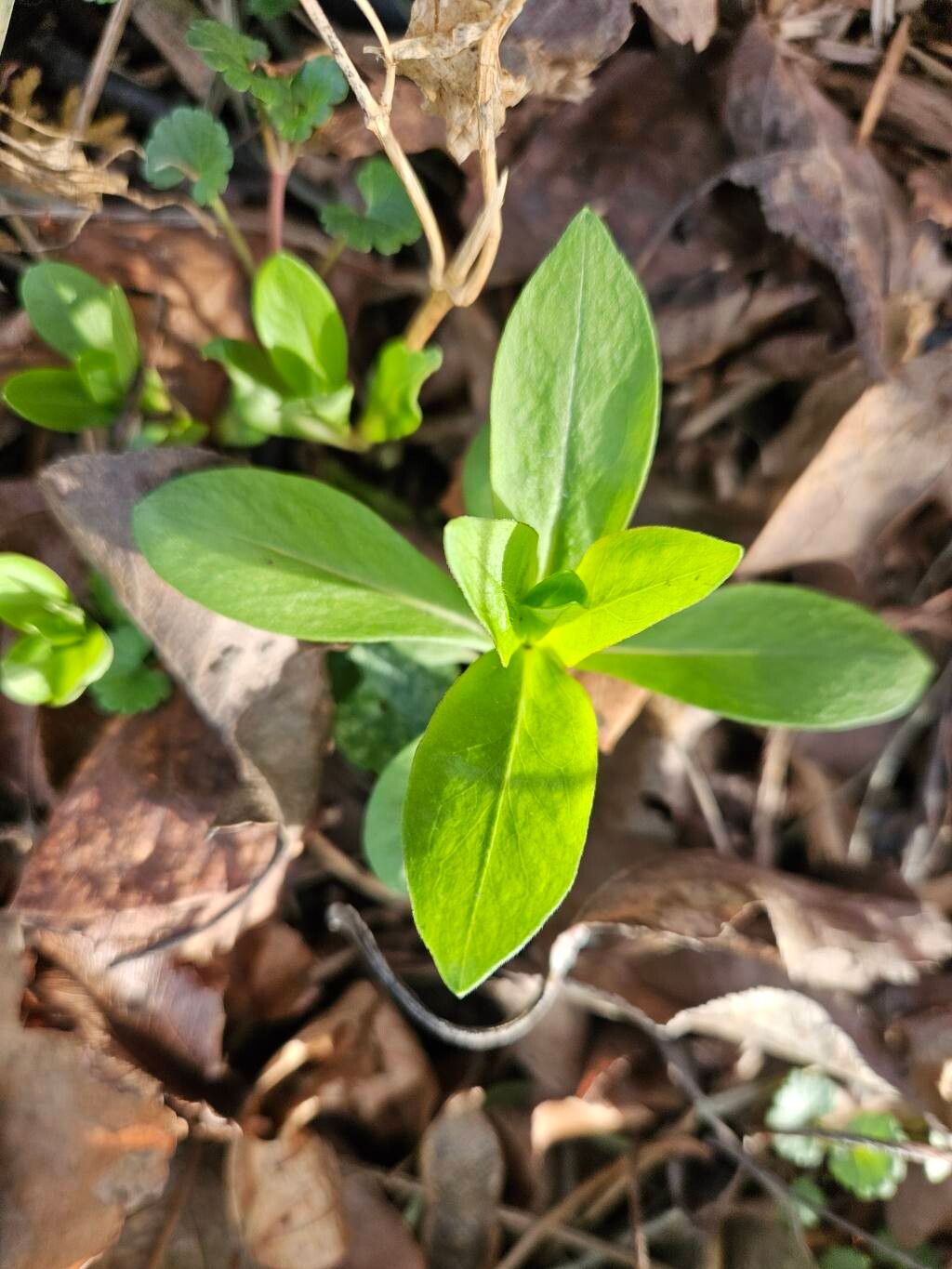 Phlox paniculata spp. (Tall Phlox Mix)