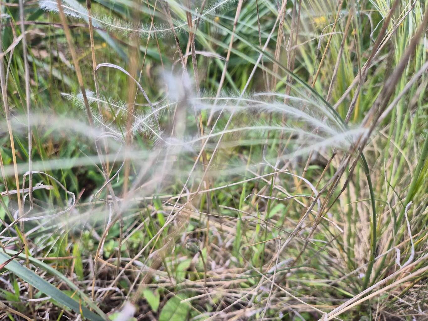 Stipa (Needle Grasses) (alternate view 4)