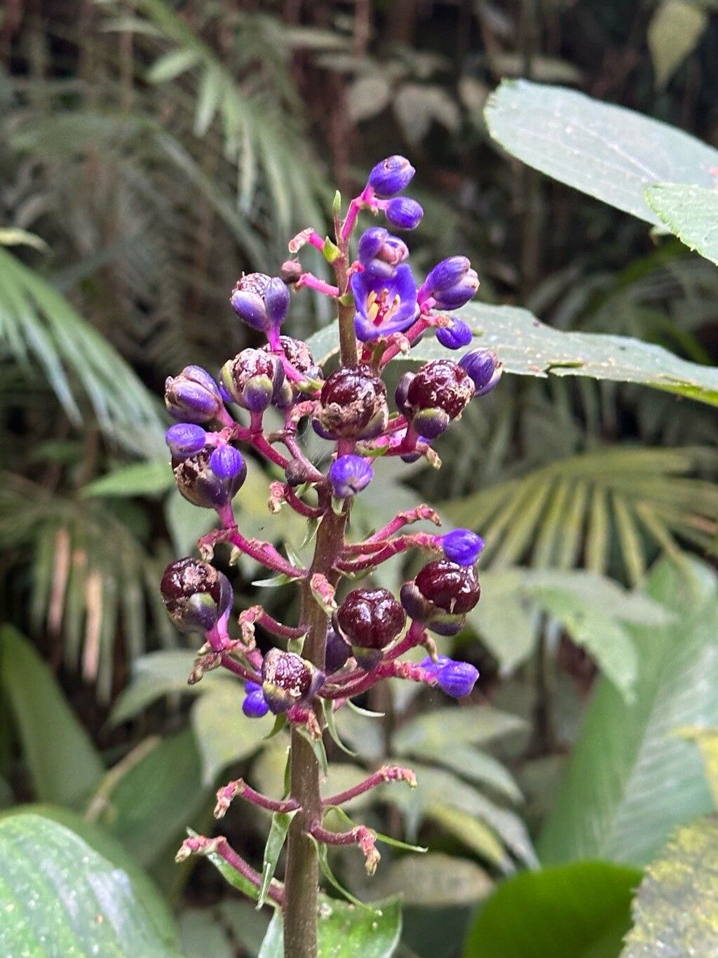Dichorisandra thyrsiflora (Blue Ginger) (alternate view 2)