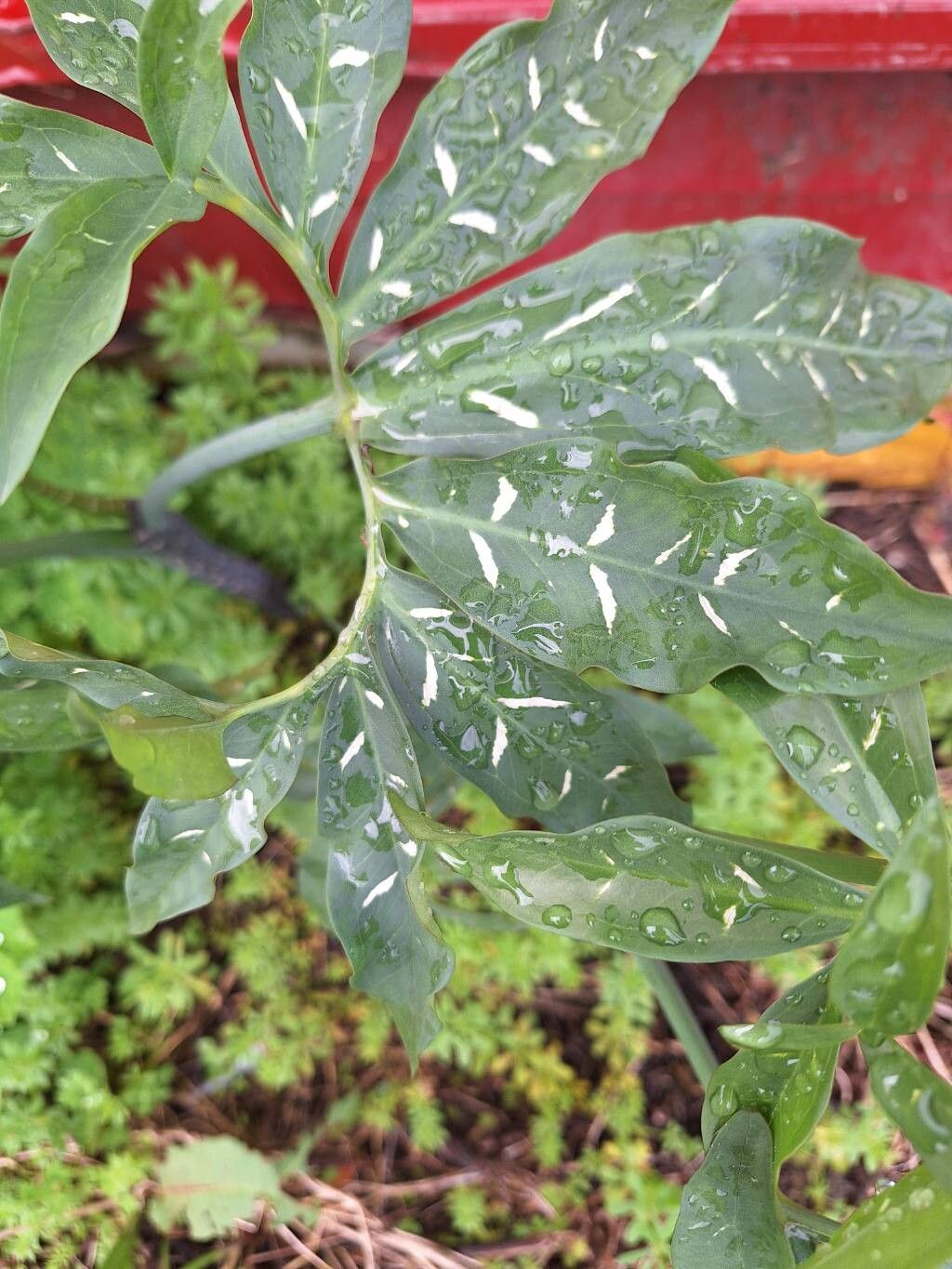 Dracunculus vulgaris (dragon arum)