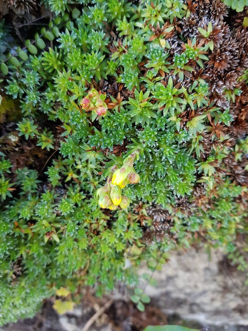 Saxifraga aizoides (Yellow Saxifrage) (alternate view 14)