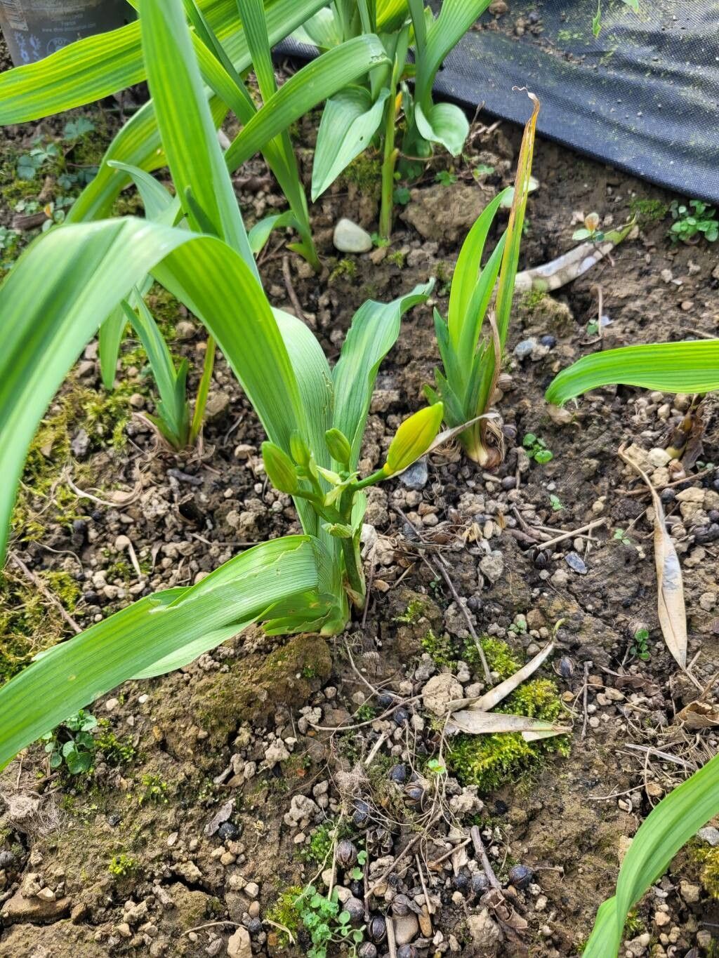 Hemerocallis lilioasphodelus (yellow daylily) (alternate view 4)