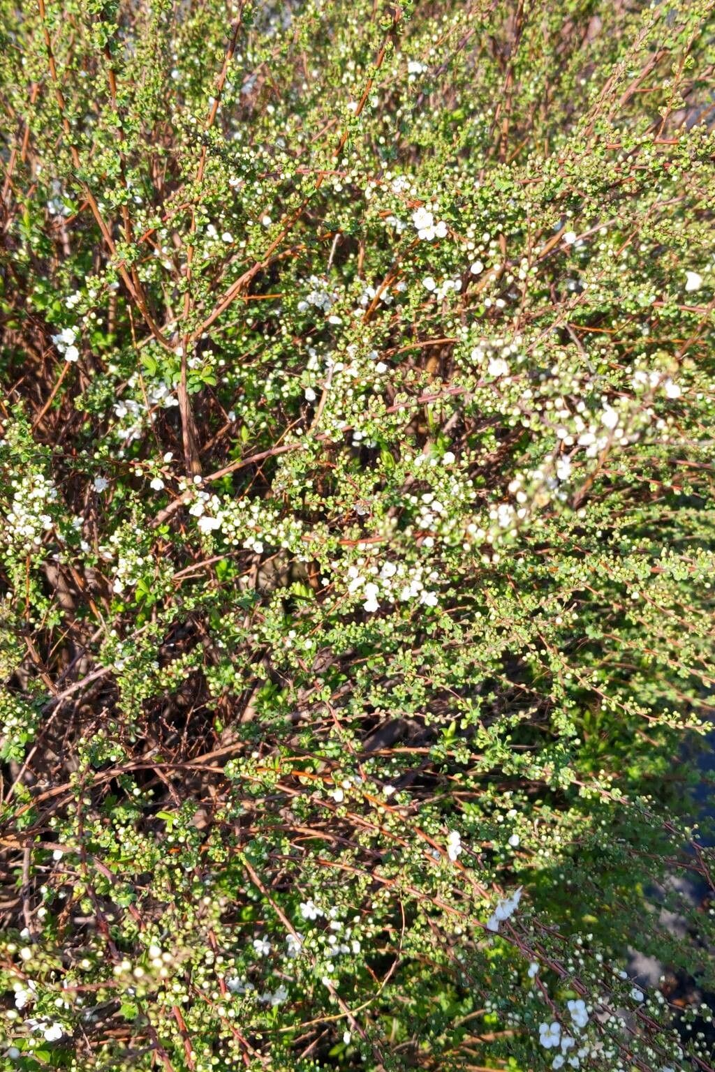 Spiraea thunbergii (Thunberg spirea) (alternate view 11)