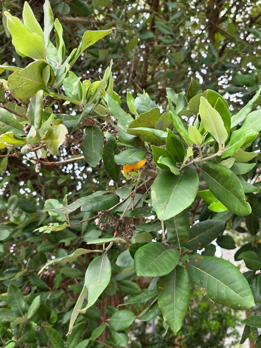 Syncarpia glomulifera (Turpentine) (alternate view 14)