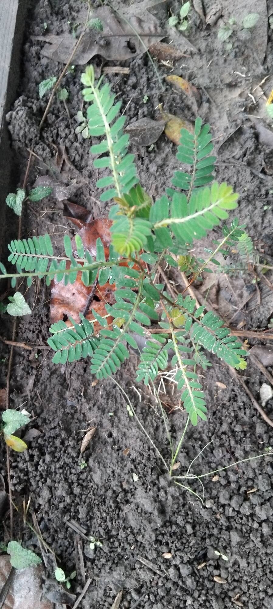 Phyllanthus urinaria (Chamberbitter) (alternate view 10)