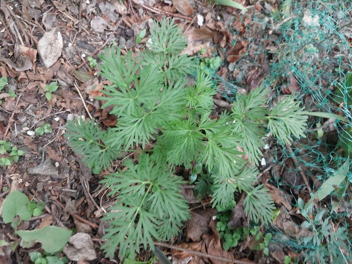 Delphinium ajacis (doubtful knight's-spur) (alternate view 12)