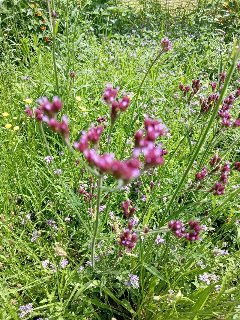 Verbena brasiliensis (Brazilian Vervain) (alternate view 13)