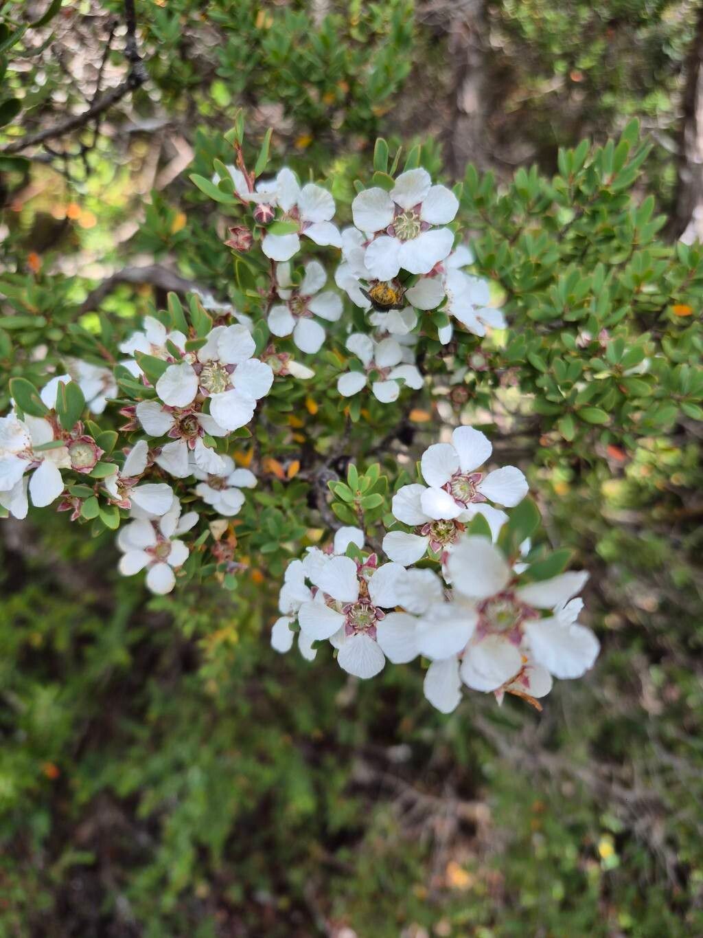 Leptospermum laevigatum, Coastal tea tree — spreading evergreen (Myrtaceae) (image 2 of 10)