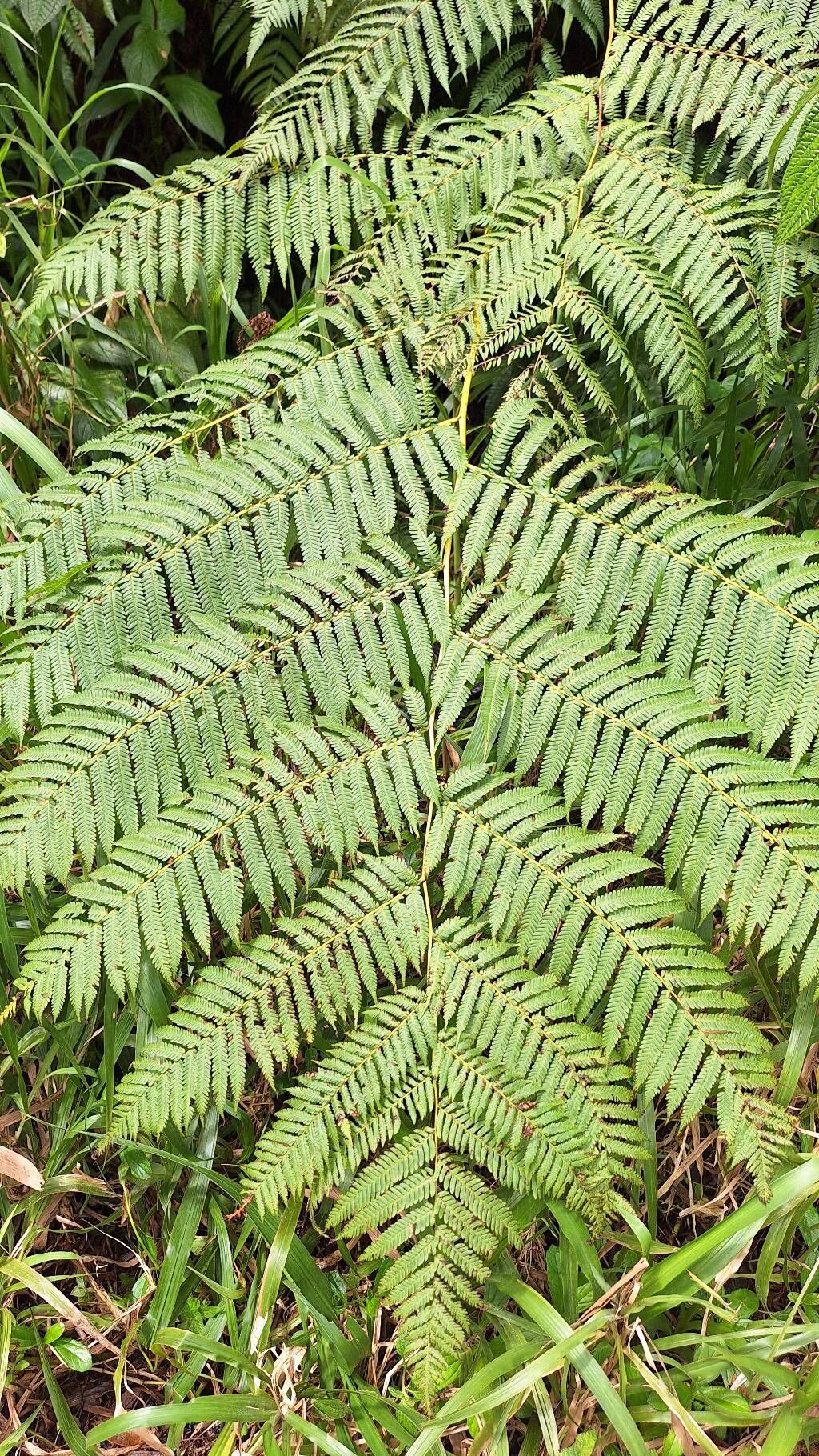 Cyathea (scaly tree ferns)