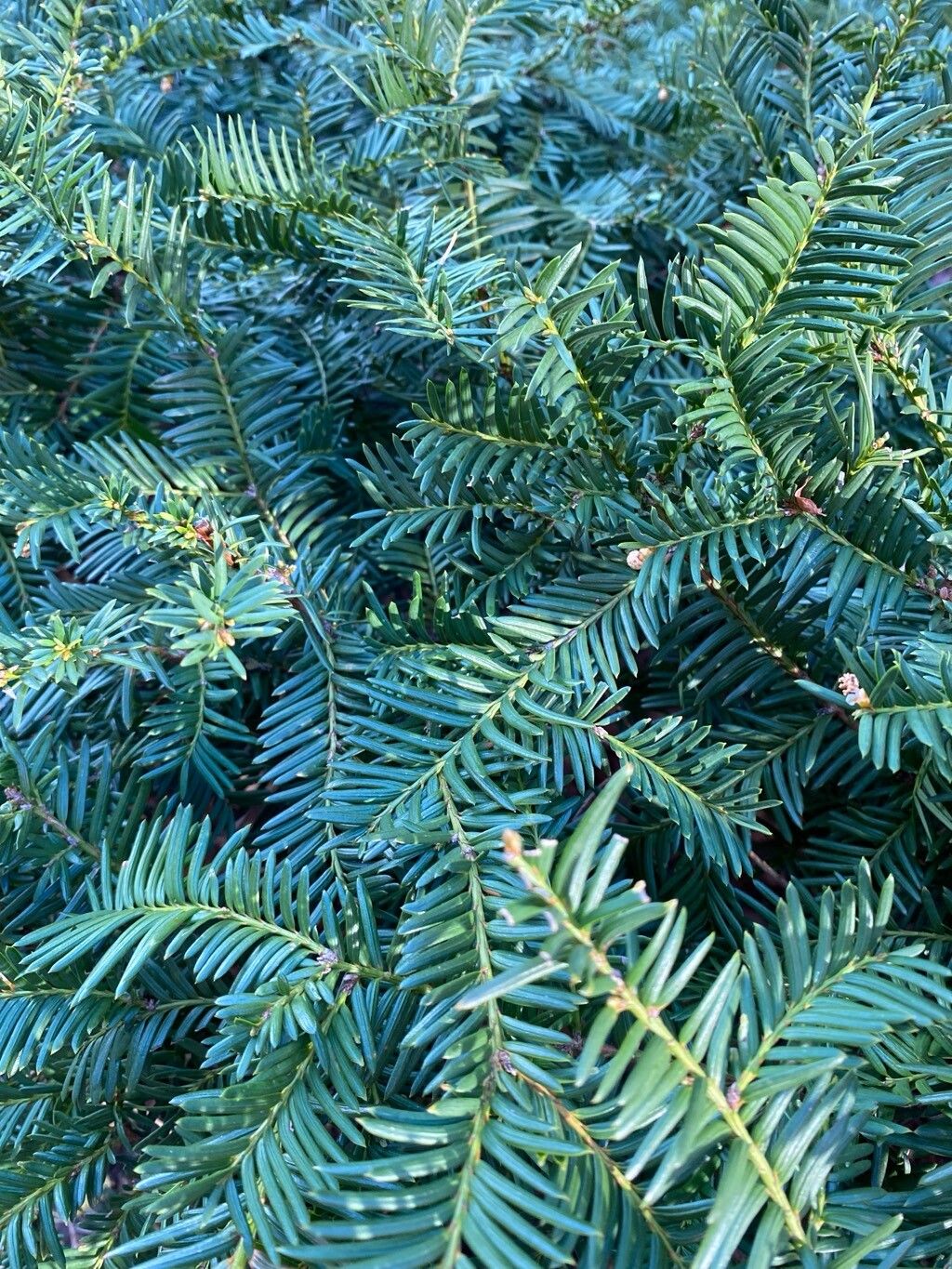 Taxus canadensis (Canada yew)