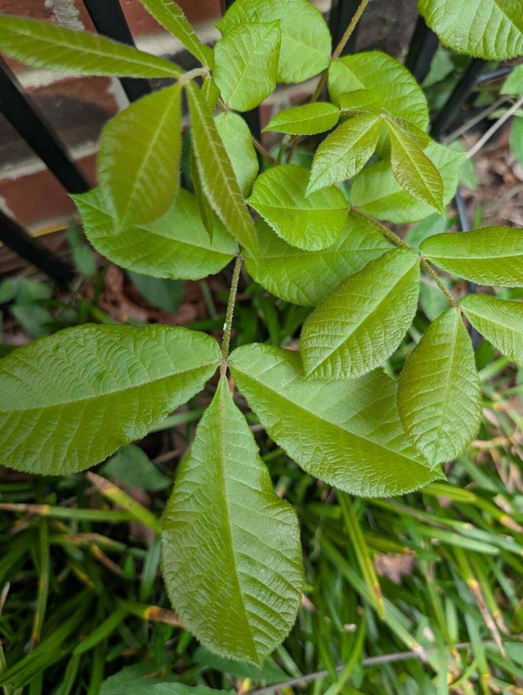 Carya glabra (pignut hickory) (alternate view 12)