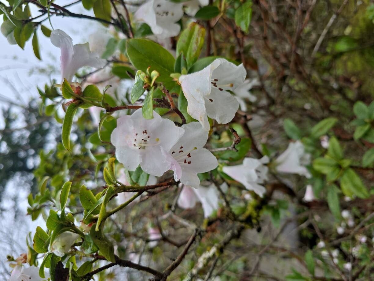 Rhododendron macrophyllum (Pacific Rhododendron)