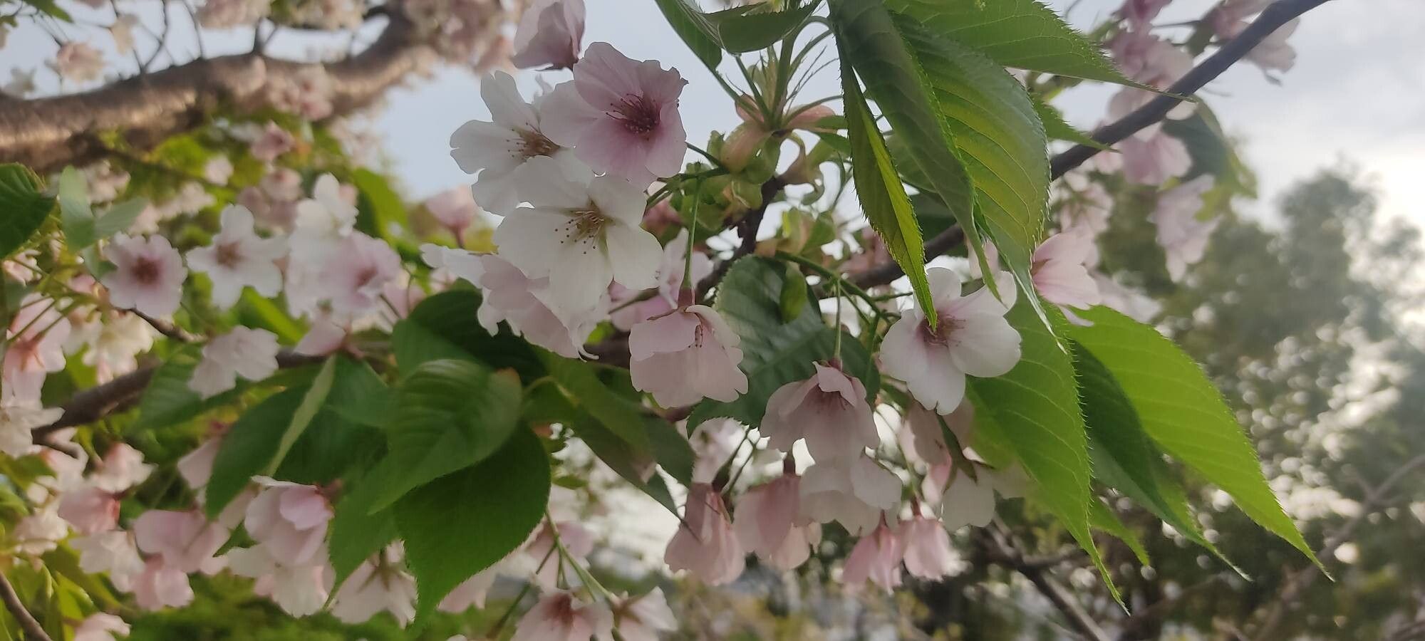 Prunus × yedoensis (Yoshino flowering cherry) (alternate view 11)
