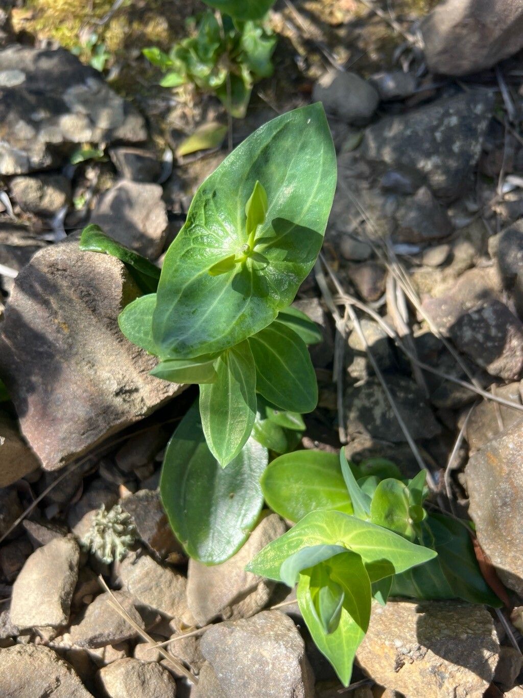 Blackstonia perfoliata (Yellow-wort) (alternate view 13)