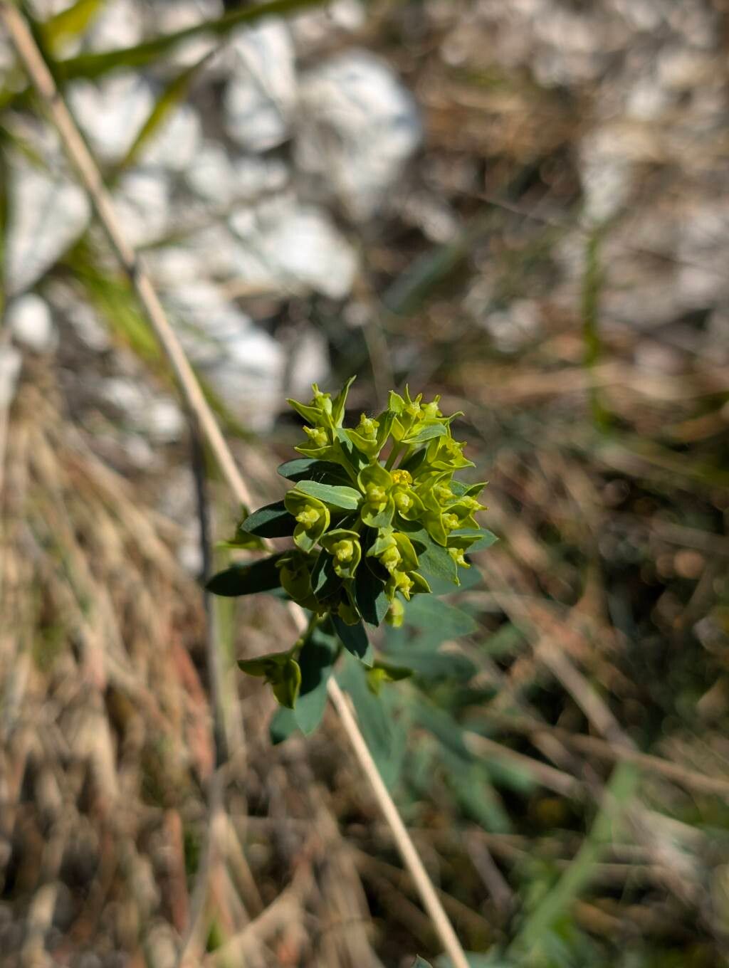 Euphorbia seguieriana