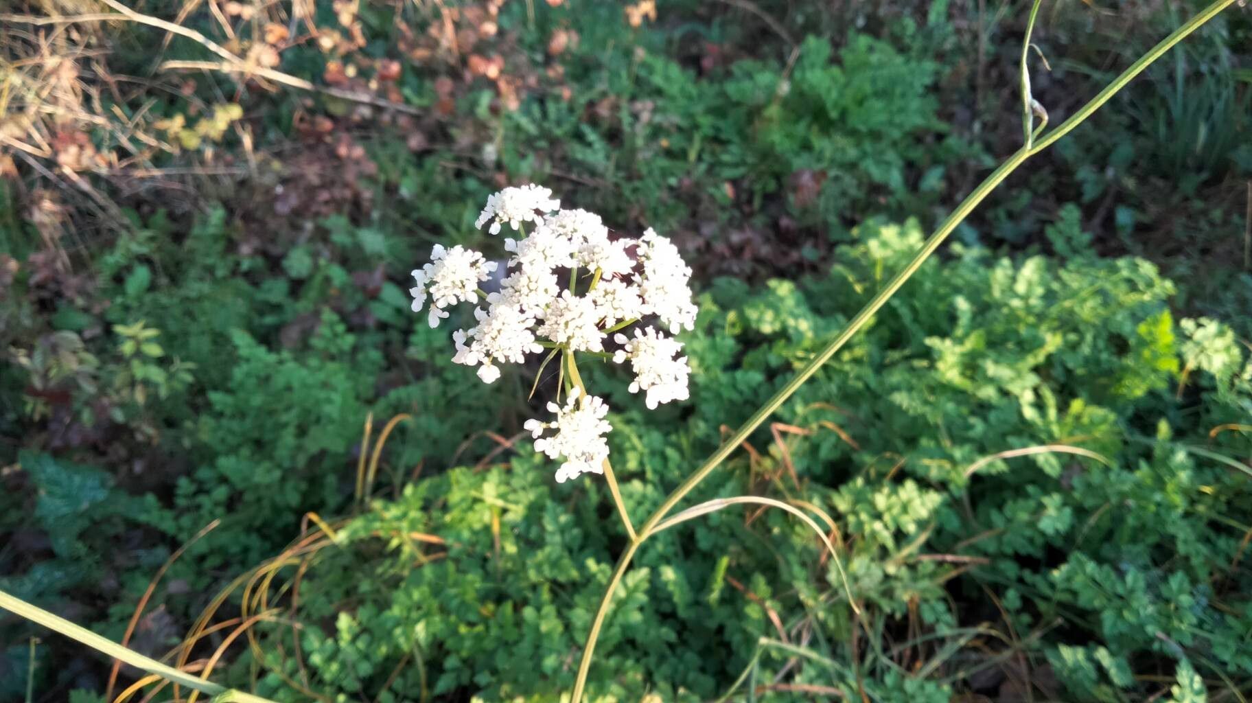 Oenanthe pimpinelloides (Corky-fruited Water-dropwort) (alternate view 14)