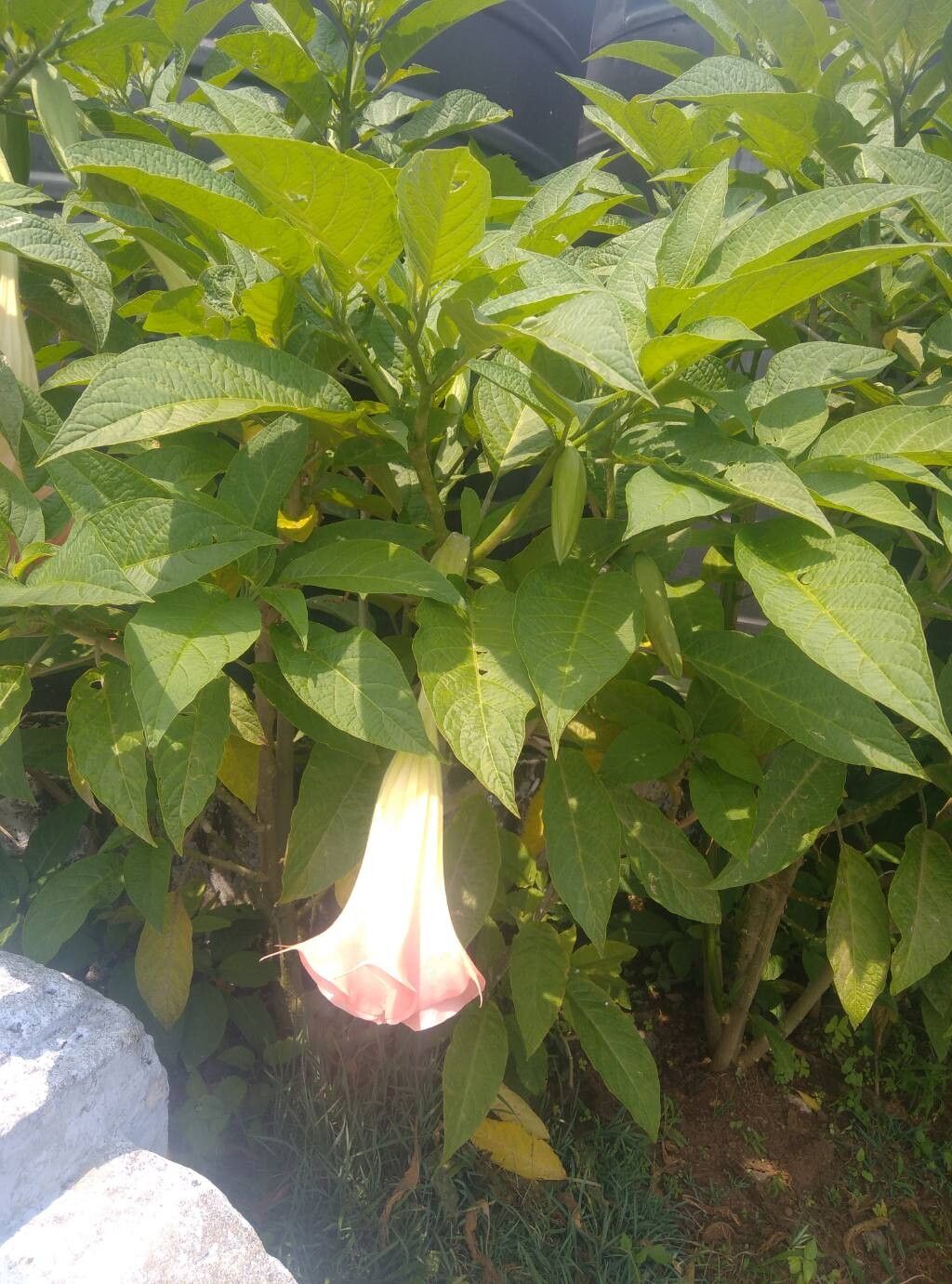 Brugmansia suaveolens (Angel's Trumpet) (alternate view 14)