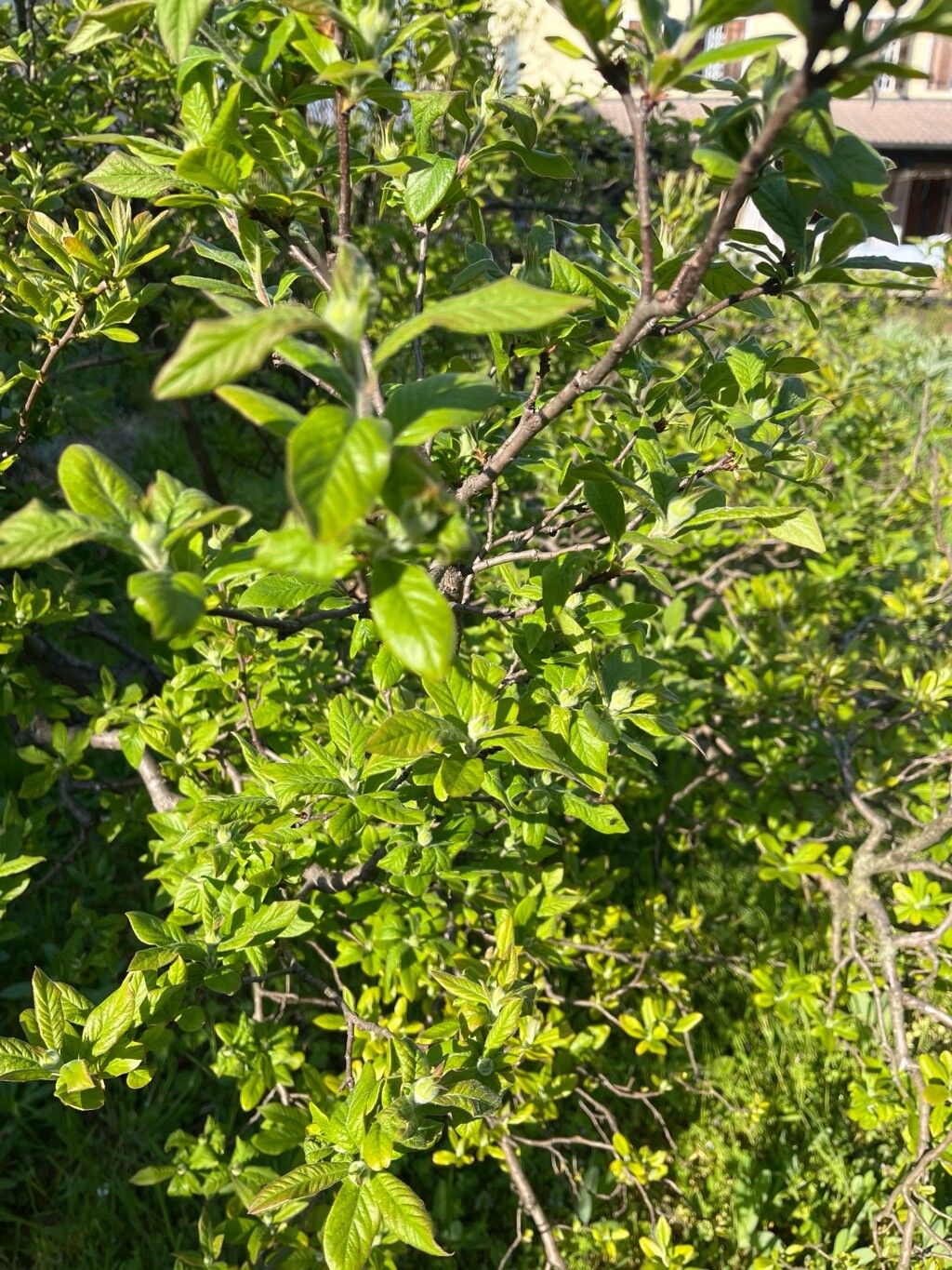 Crataegus germanica (Medlar) (alternate view 15)
