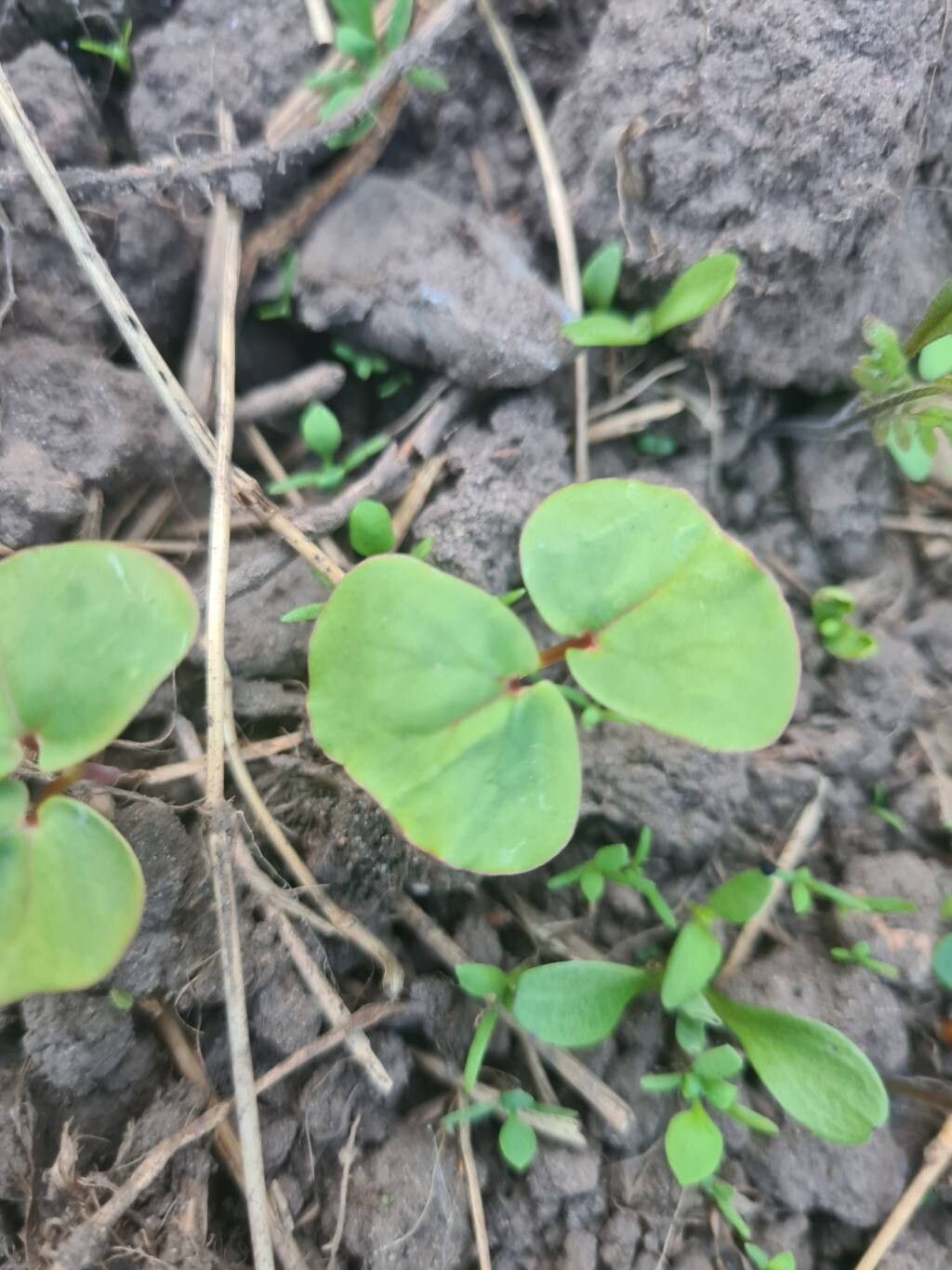 Fagopyrum esculentum (Common Buckwheat) (alternate view 10)