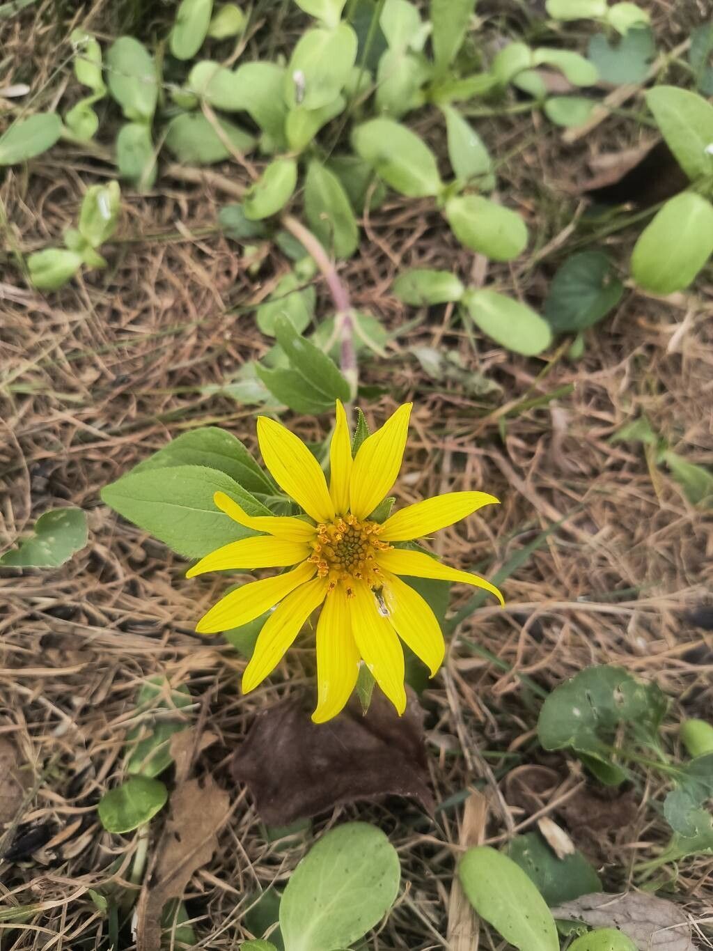 Helianthus divaricatus (woodland sunflower) (alternate view 10)