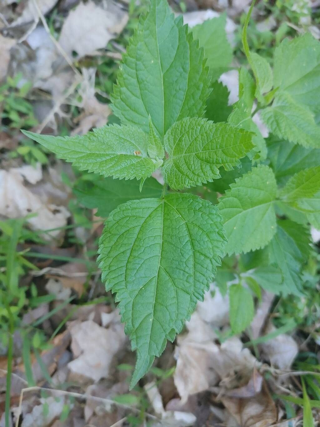 Boehmeria cylindrica (false nettle) (alternate view 11)