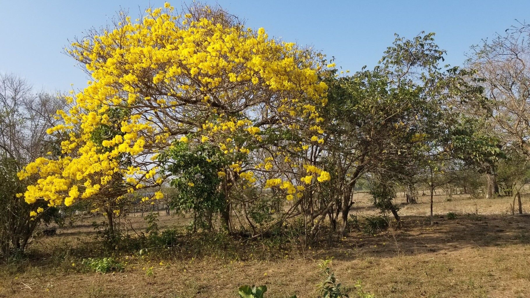 Handroanthus (alternate view 3)